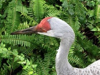 image of crane