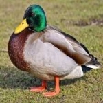 image of bird