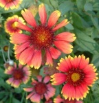 image of flower