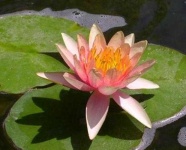 image of flower