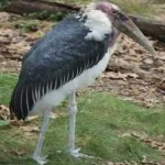 image of bird