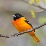 image of bird