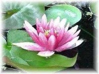 image of water_lilly