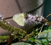 image of cabbage_butterfly