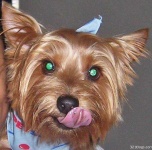 image of australian_terrier