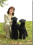 image of standard_schnauzer