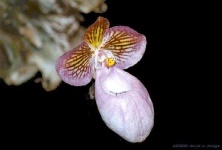 image of hard_leaved_pocket_orchid #41