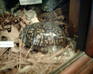 image of box_turtle