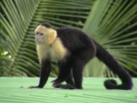 image of spider_monkey #6