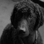 image of irish_spaniel #22