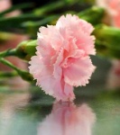 image of flower