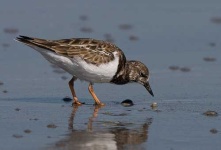 image of ruddy_turnstone