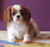 image of blenheim_spaniel