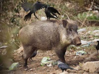 image of boar #7