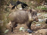 image of animal