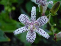 image of flower
