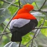 image of bird