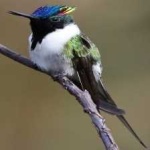 image of bird