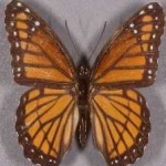 image of viceroy #30