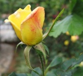 image of flower