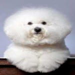 image of animal