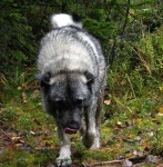 image of norwegian_elkhound