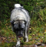 image of norwegian_elkhound #14