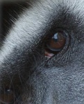 image of colobus