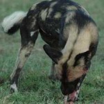 image of african_wild_dog #13