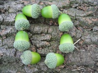 image of acorn