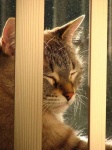 image of tabby