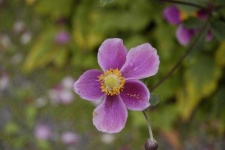 image of flower