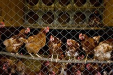 image of hen