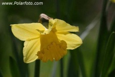image of flower