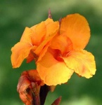 image of flower