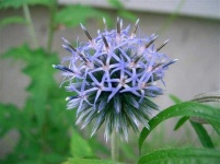 image of flower