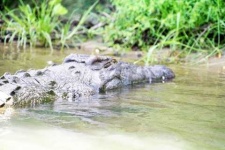 image of african_crocodile
