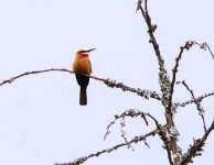 image of bee_eater #3