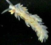 image of sea_slug #7