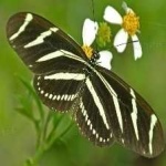 image of animal