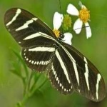 zebra_butterfly