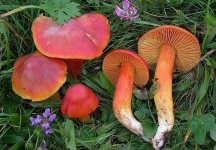 image of mushrooms
