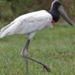image of bird