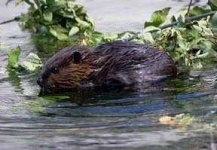 image of beaver