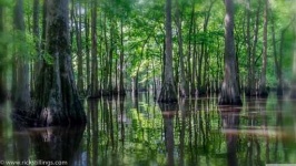 image of swamp