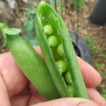 image of peas