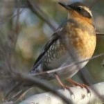image of bird