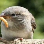image of bird