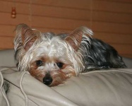 image of silky_terrier #27