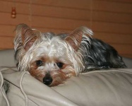 image of silky_terrier